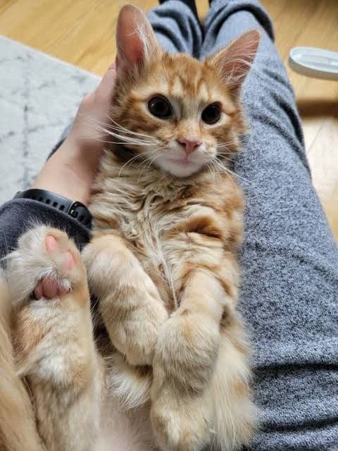 KITTENS SEEKING LOVING HOMES
