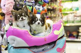 Barkingham Palace Where Everything Your Pet Needs